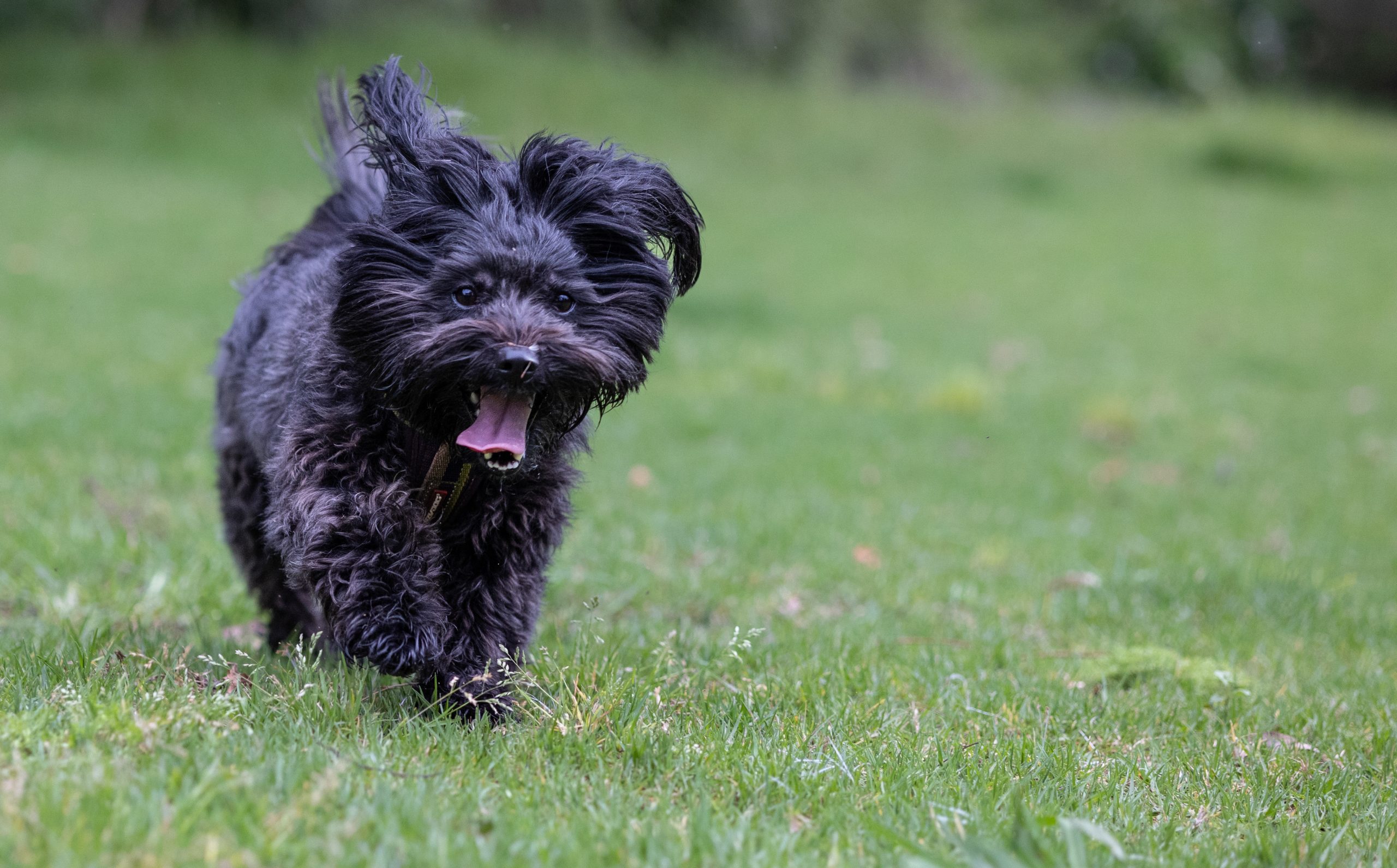 Pet Photography